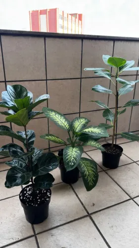 3 plantas Ficus Bambino, Dieffenbachia e Ficus Altissima