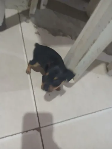 Vendeu um pinscher macho 