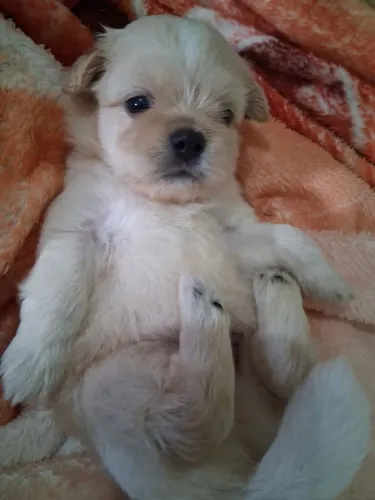 Lhasa 