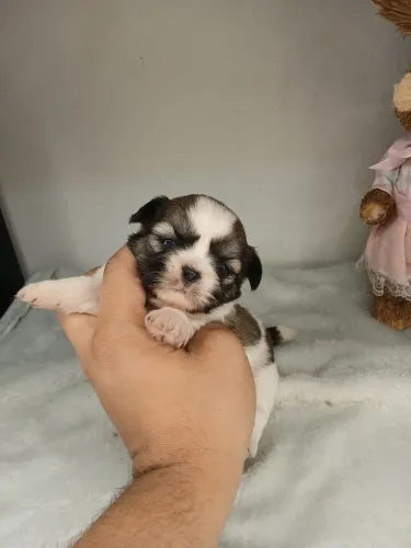 Vendo filhote de shihtzu fêmea disponível para reserva