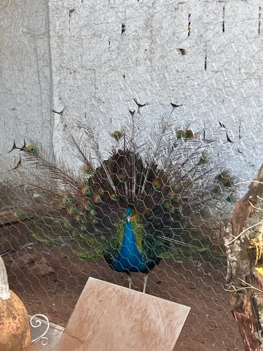 Galinha caipira