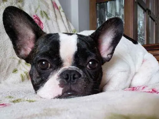 Doa-se Bulldog Marie