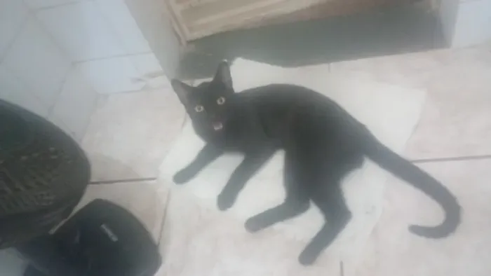 Gato preto com 6 meses de vida
