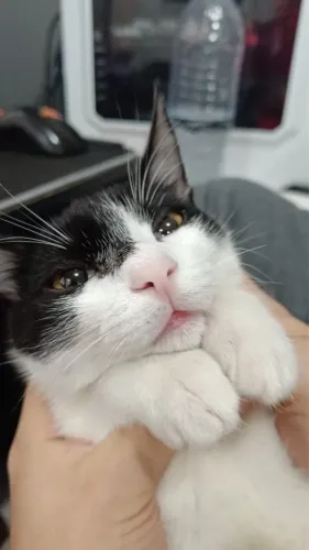 casal de gatinhos