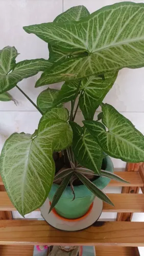 Planta Singonio!