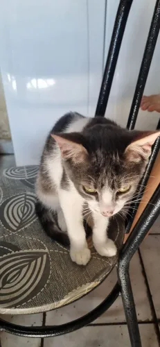 Gato macho 5 meses