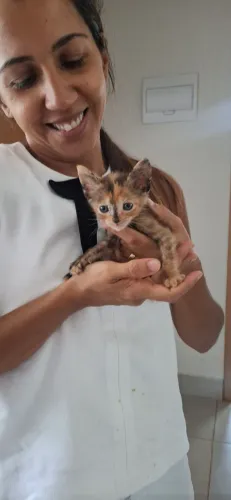 Gata