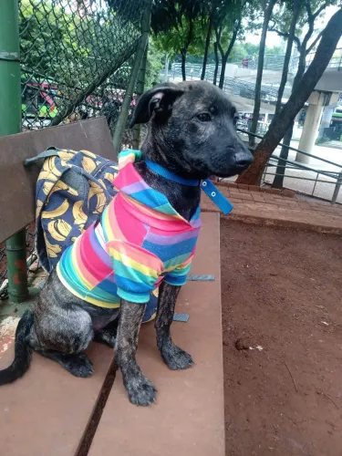 Matilda em busca de Familia