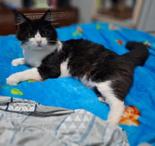 Doa-se gato adulto preto e branco, porte médio, pelagem longa, bem tranquilo, três anos