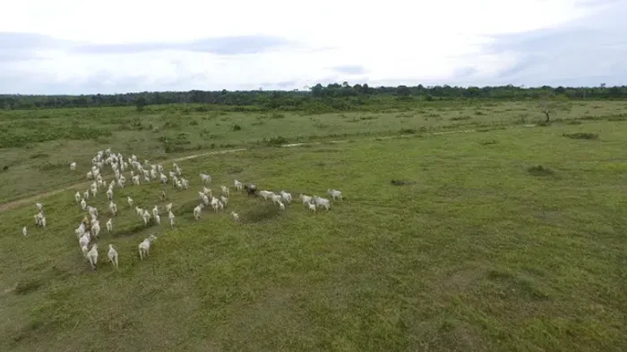 275 hectares com 250 em pasto por 3.5 milhões no Estado do Pará