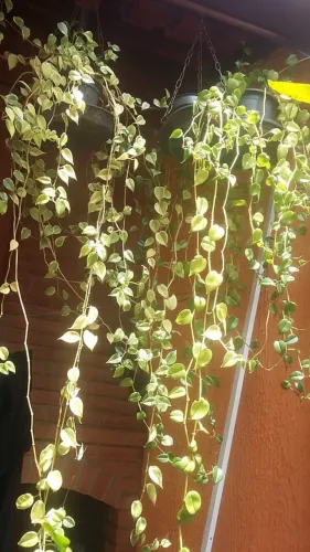 Mudas de Planta "Peperômia"