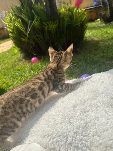 Gatinho Bengal de 3 meses