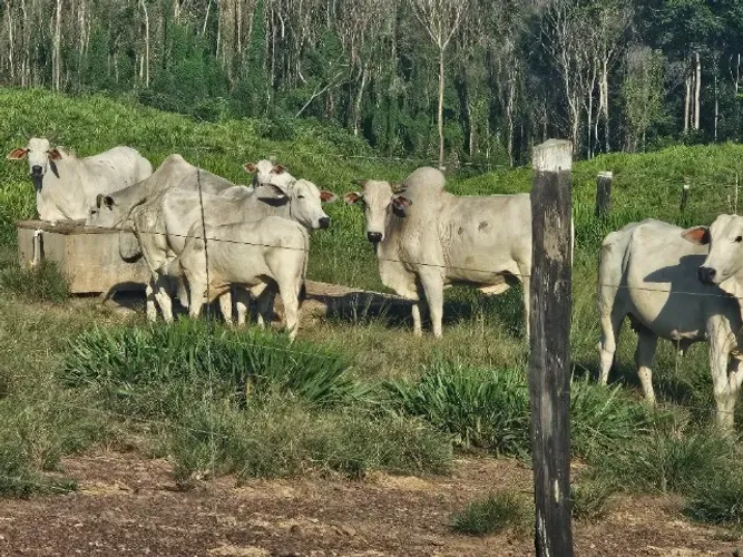 185 hectares com 100 abertos em pasto com açaizal há 217 km de Belém do Pará