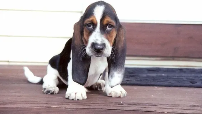 Basset Hound - Entrega Imediata !