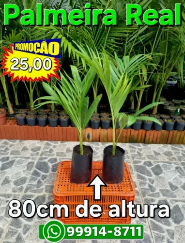 Mudas de Palmeira Real com 80 centímetros a 1,40 metros