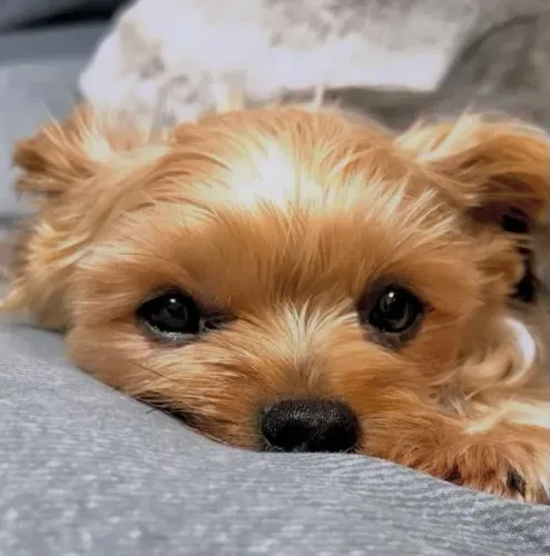 Filhote Yorkshire Terrier, Dê amor e receba amor para a vida inteira!