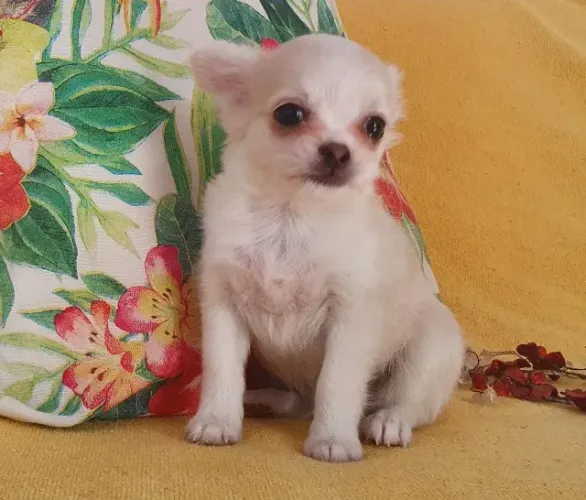 Filhotes Chihuahua - Inteligentes e Cheios de Carinho!