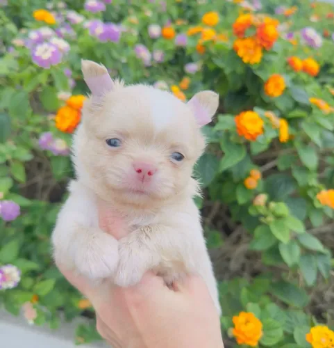 Chihuahua. Bela femeazinha pelagem longa de narizinho marrom!!!