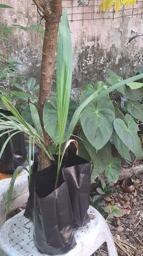 Mudas de Palmeira Imperial