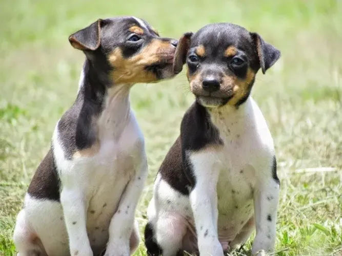 Fox Paulistinha ? Ativo, inteligente e muito carinhoso!