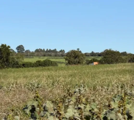 Terras Mista (Agricultura e Pasto)
