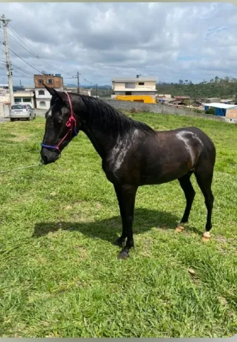 Cavalo com poucas montada novo ,porém não é castrado