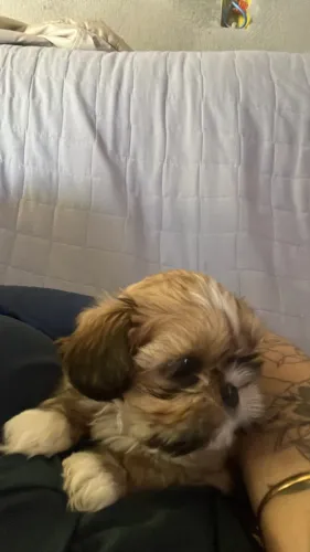 Cachorro