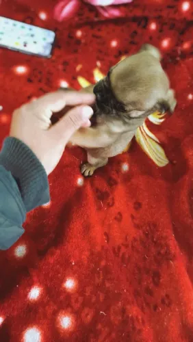 Pug machinho miniaturinha 