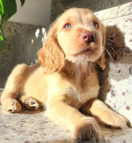 Cocker, Maravilhosos filhotes Com Pedigree!! 