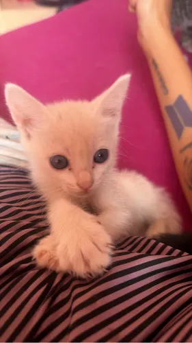 Doa gatos filhotes