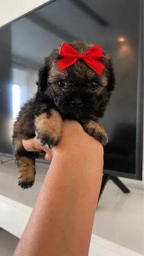 Poodle fêmeas 