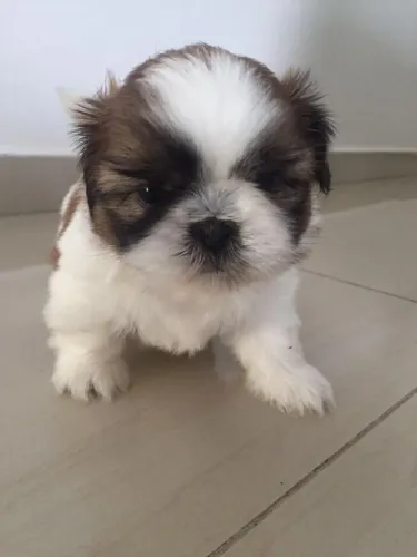 Filhotes de Shih Tzu - Canil especializado na raça!! Aceito Cartão!!