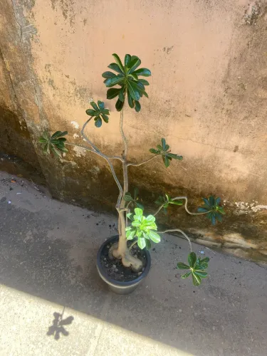 Rosa do Deserto Adulta Porte Grande - Caudex Robusto e Ramificada