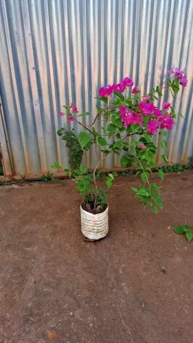 Primavera cor de rosa