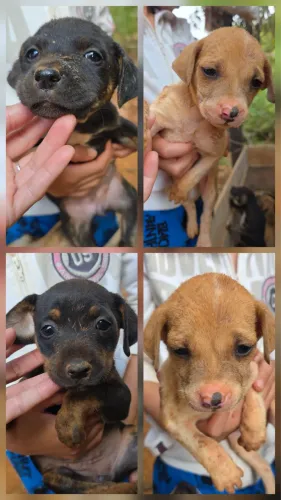 Lindos cachorrinhos para doação 