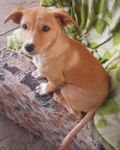 Doação de lindo cachorrinho