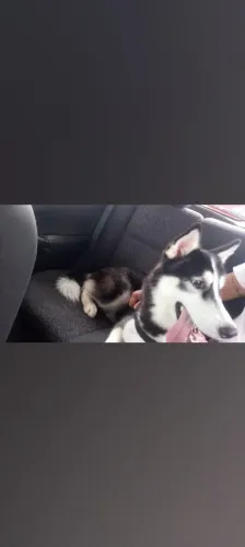 Macho 3 anos pra doação