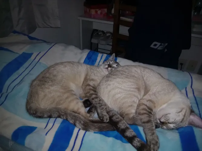 Doa-se gatas