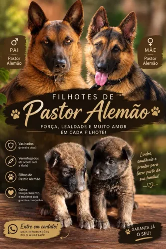 Filhote de Pastor Alemão 