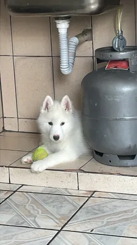 Filhote Husky Siberiano