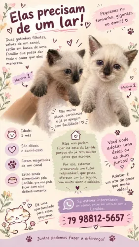 Filhotes de siamês com um mês de vida 