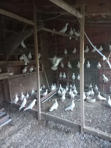 Palomas brancas