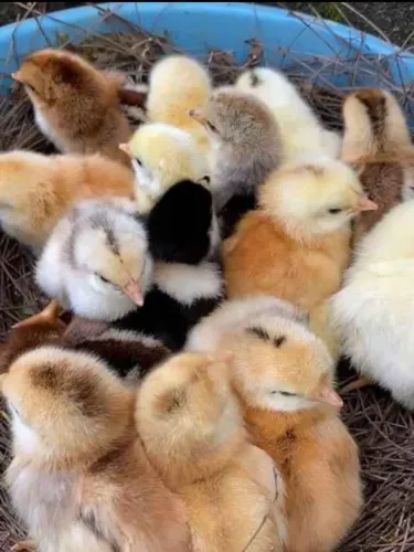 Vendo pintinhos Caipira