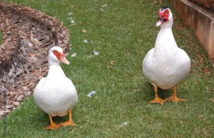 Casal de pato