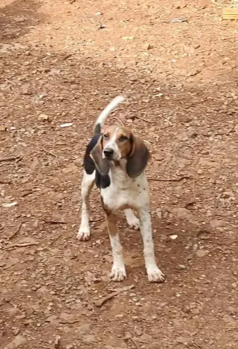 Cães de caça Americano urrador