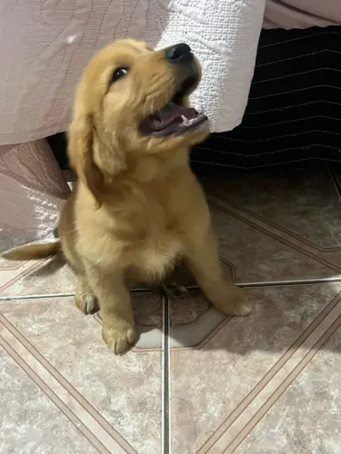 Filhote de Golden Retriever, fêmea, com CHIP e Pedigree 
