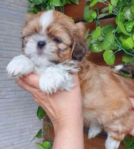 Shih Tzu Filhote Encantador