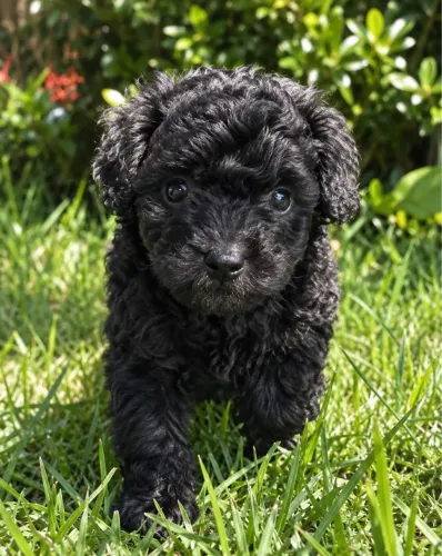 Poodle toy fêmeas