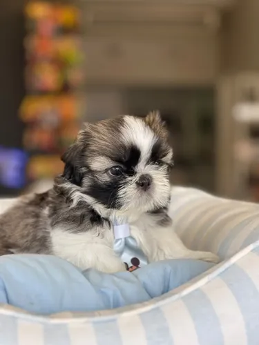 Filhotes de shih tzu