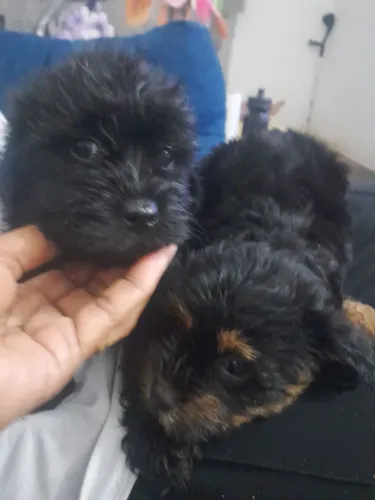 Tenho dois cachorros poodle, um macho e uma fêmea, filhote